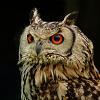 Click image for larger version. 

Name:	Another owl.jpg 
Views:	121 
Size:	89.8 KB 
ID:	9806