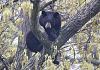 blogs/agapito/attachments/10266-bear-hug-arlington-bear.jpg