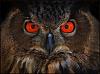blogs/seabatt/attachments/9804-those-gleaming-red-eyes-owl.jpg