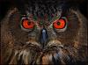 blogs/seabatt/attachments/9805-those-gleaming-red-eyes-owl.jpg