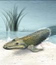 Tiktaalik's Avatar